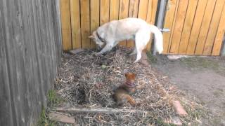 Sabear And Aubbrie Playing 3-17-13