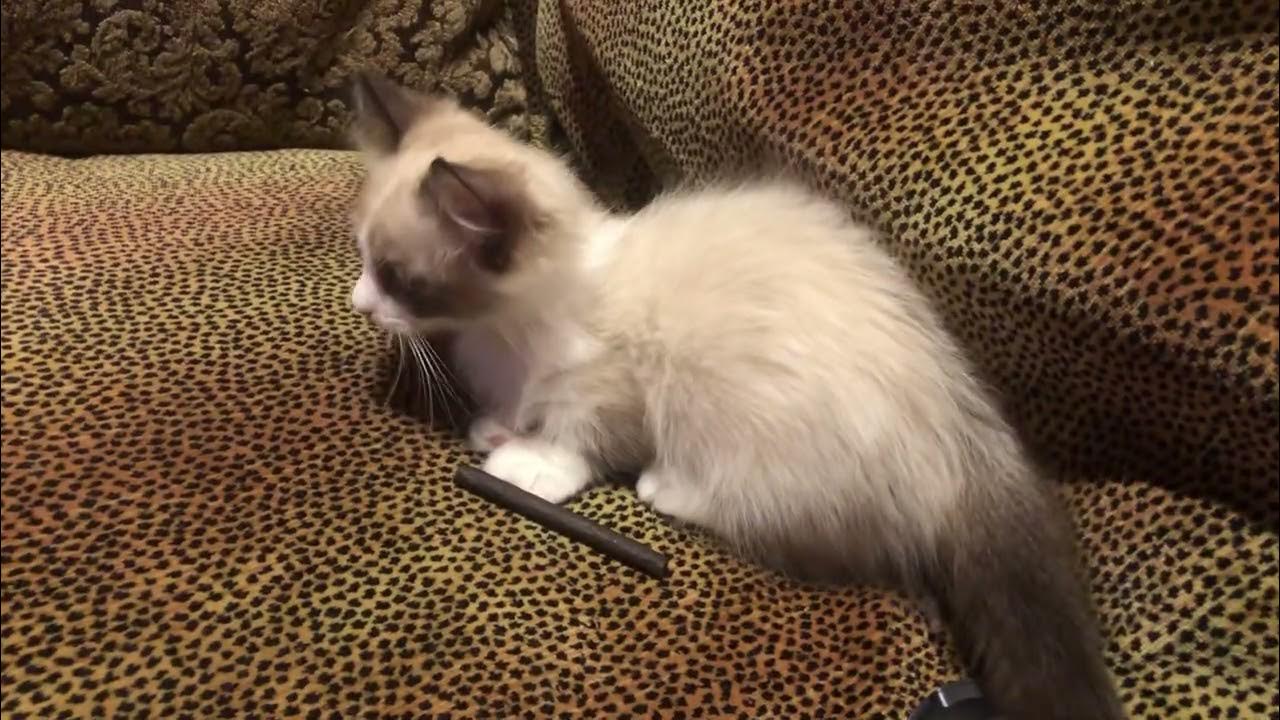 Snowshoe Munchkin kitten YouTube