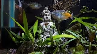 Peaceful planted aquarium 