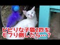 【子猫保護】ビビりな野良子猫をモフり倒してみたら…？Part2