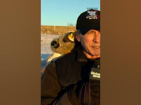 Groundhog Day: Manitoba “Merv” makes his weather prediction #