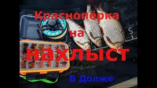 Ловля краснопёрки нахлыстом (оз.Долже)