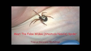 Meet the False Widow (Steatoda Nobilis) Spider