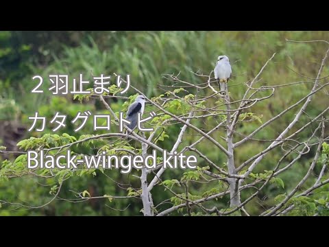 【２羽止まり】カタグロトビ Black-winged kite