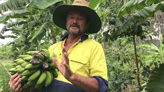 Syntropic Agroforestry in Australia: Video 33