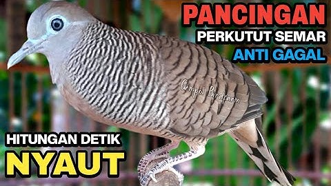Perkutut Lokal Gacor Suara Paling Ampuh Untuk Pancingan Burung Perkutut Agar Bunyi.