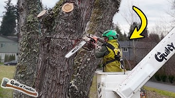 Two for ONE? Massive Silver Maple and Horse Chestnut Removal Job!