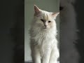 Best of Ragdoll cats Dobby and Freddy #shorts