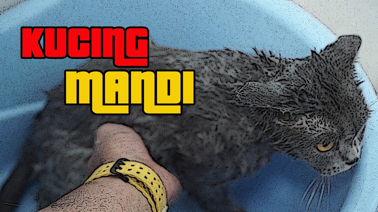 Mandikan Kucing Kesayangan Dengan Cara Yang Betul Youtube