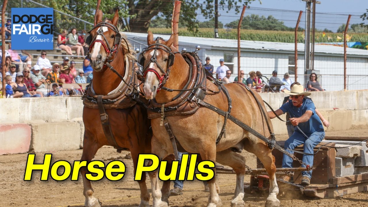 The Power of Horses: A Look at the Dodge County Fair Horse Pull