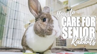 elderly rabbit care