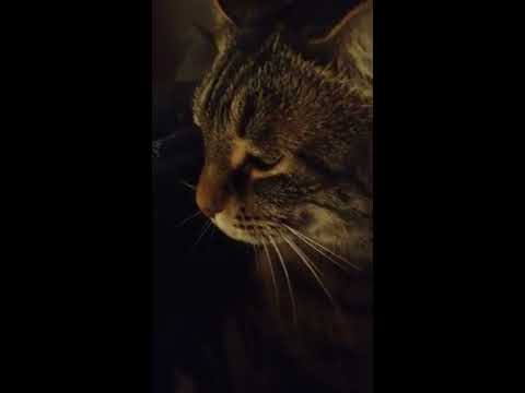 My pussy...