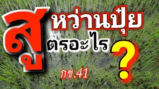 ใส่ปุ๋ยสูตรอะไรในนาหนนี้ กข.41