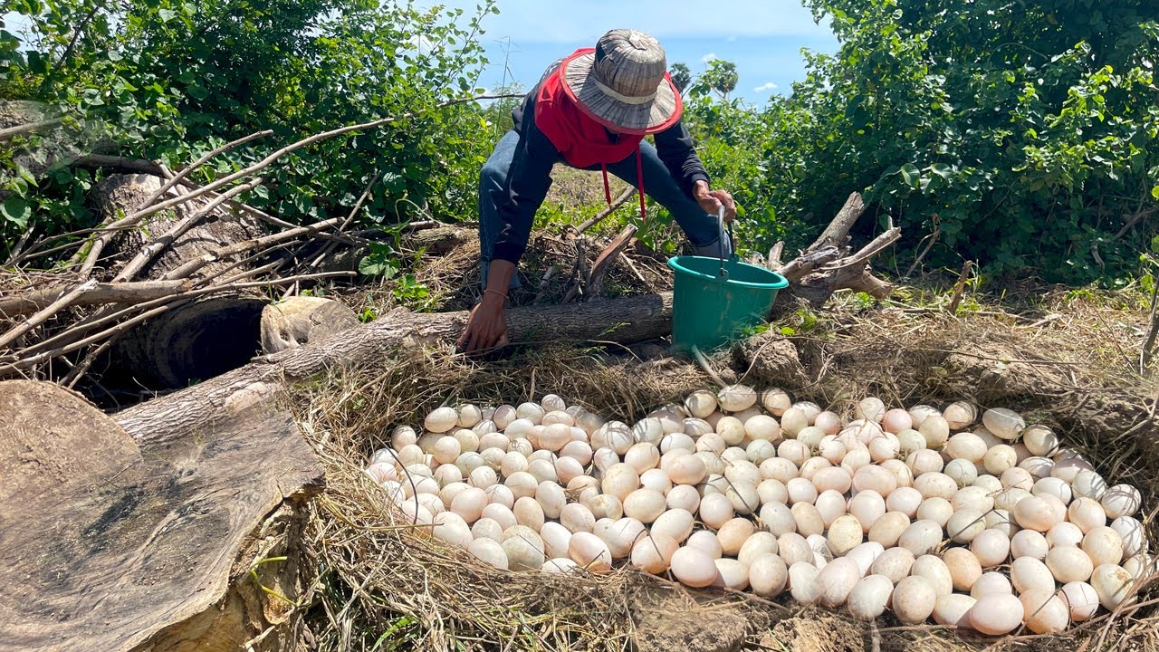 OMG! picking a lot of duck eggs on the straw on the rice field pick up a lot today so lucky