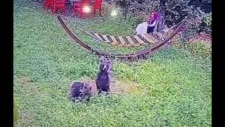 Karabükte Yavru Ayilar Bahçeye Gi̇rdi̇, O Anlar Kamerada