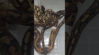 샤워준비하는 뱀들 🐍 #snake #reptiles #boa #frog #lizard #ballpython