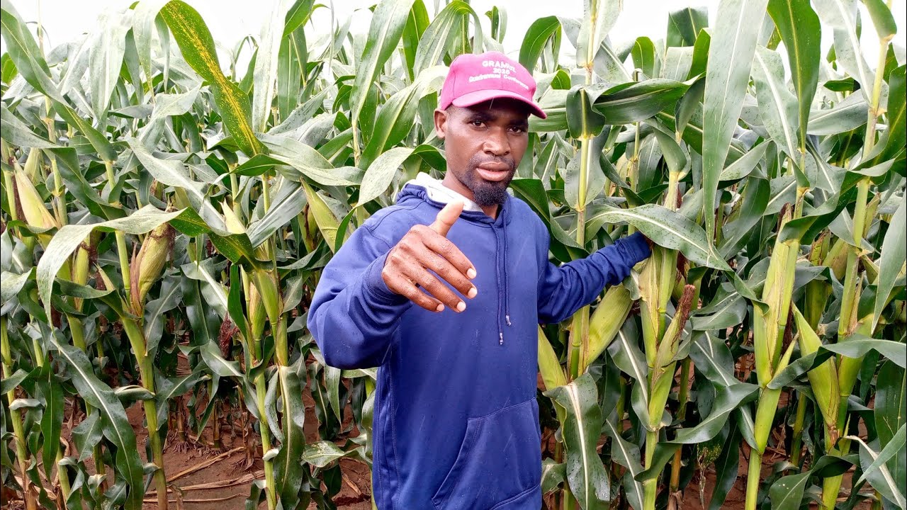 Overall information about Maize seed production#agriculture#maizefarming#automobile#