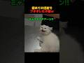 初めての注射でブチギレた子猫wのサムネイル