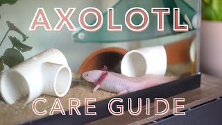 AXOLOTL CARE GUIDE (how to care for an axolotl for beginners)