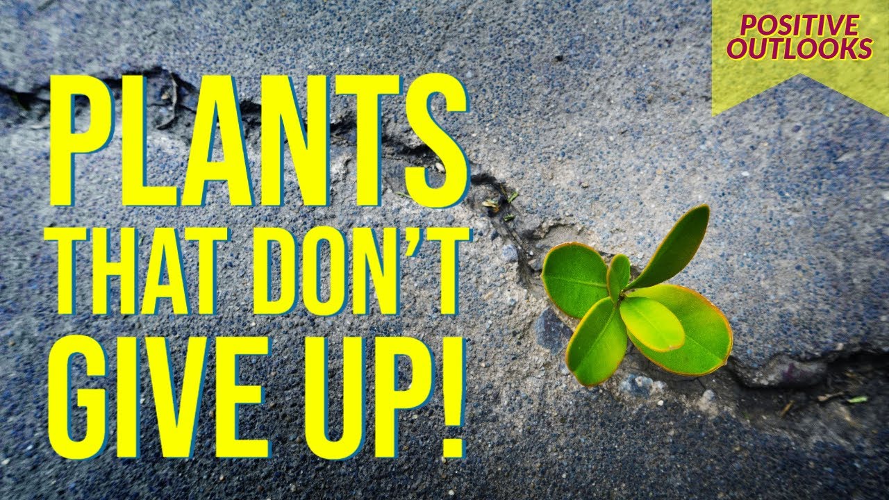 Plants growing in unusual places I Plants growing in concrete & ice I