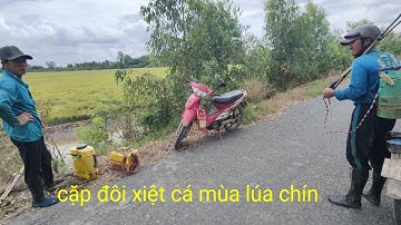 cặp đôi xiệt cá mùa lúa chín trúng mánh cá lóc cá trê nhiều thấy mê luôn 
