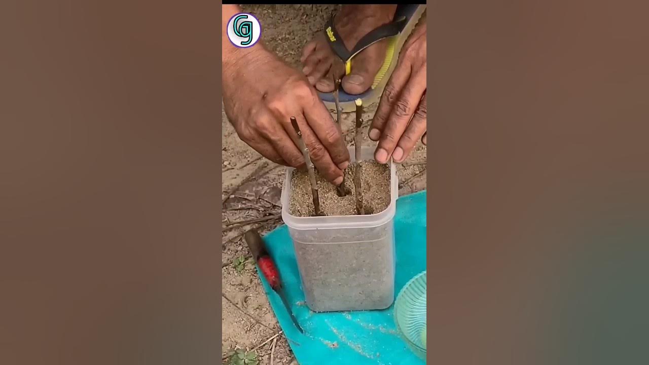 youtube-shots-grow-custard-apple-from