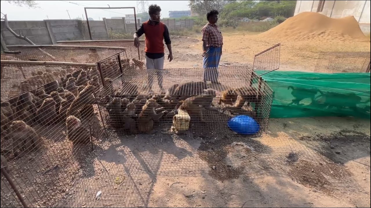 కోతులను బోన్ లో తరలించే విధానం చూడండి call 6300256475#monkeycatching #monkey #vlog 