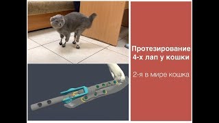 Протезирование 4-х лап у кошки после перенесенной ампутации Протезирование 4-х лап у кошки после перенесенной ампутации