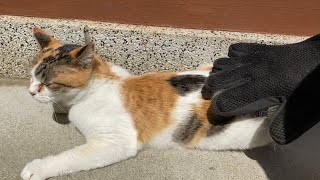 手袋ブラシで猫の冬毛をむしり取る！