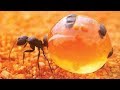 最无私的蚂蚁，忍受痛苦储存蜂蜜将肚皮撑大，却是为了奉献别人