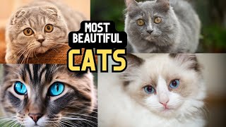 top ten cat breeds cute cats cute cat videos beautiful cats cats playing