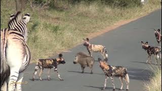 Clever Warthog Outsmarts Wild Dogs: An Unlikely Alliance Tips the Scales