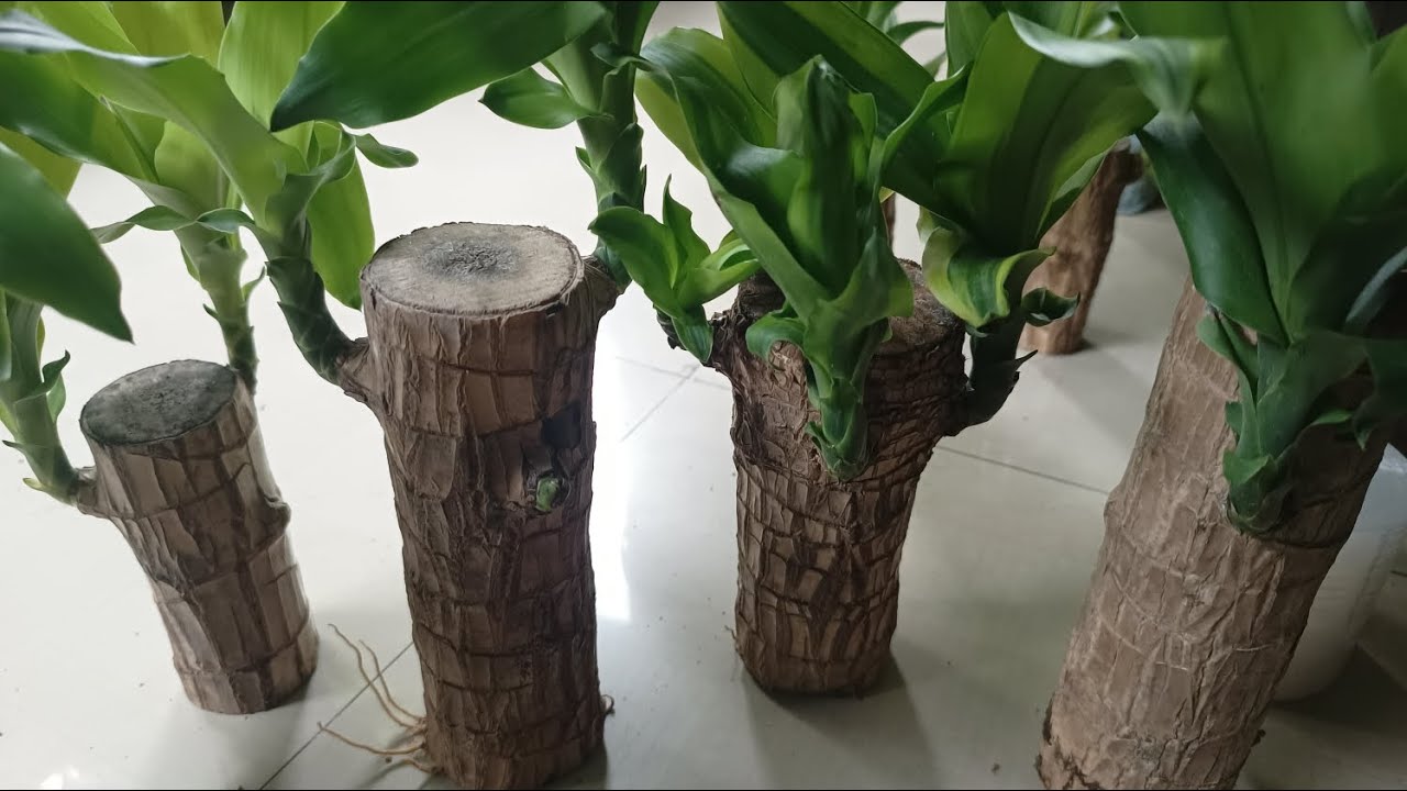 BRAZILIAN LUCKY BAMBOO WOOD forsale salepost BRAZILIAN LUCKY WOOD BRAZILIAN LUCKY BAMBOO WOOD forsale salepost BRAZILIAN LUCKY WOOD