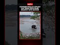 On Camera, Fishermen Rescue Baby Elephant From Being Swept Away In Teesta River