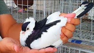 Top Espeical Fancy Pigeon in Daniel vai | Fancy Pigeons Farm | Amazing Pigeon Collection