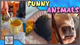 Compilation of funny animals! #027 Choose what you liked most and leave a comment! Subscribe!