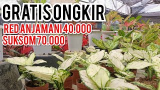 Pusat Aglonema Terlengkap Dan Termurah bunga Aglonema Murah Gratis Ongkir  Suksom 70000