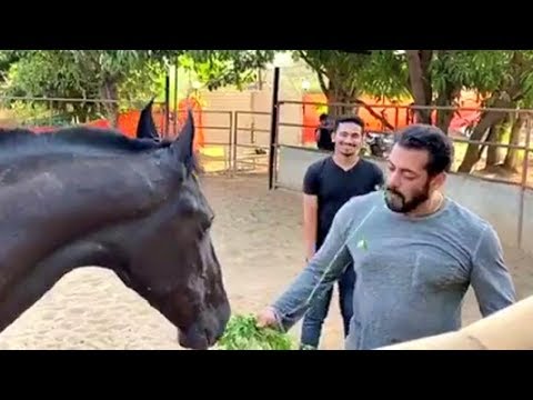 Salman Khan Feeding