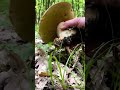 Big Aestivalis #boletus #funghi #porcini #seta #cogumelo #mushroom #ciuperci #pilze