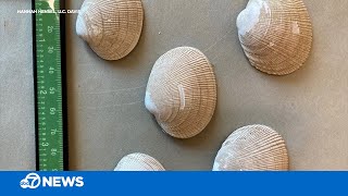 How Crushed Shells Are Helping Restore Bay Area Oyster And Clam Ecosystems, Combat Climate Change