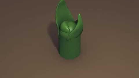 Leaf Primordia on an Apical Meristem