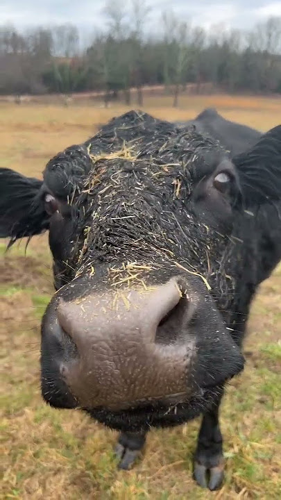 Who wants cow kisses? #shorts