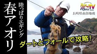 陸っぱりから圧巻のアオリイカ！　長崎県南部の春イカ”エギング”