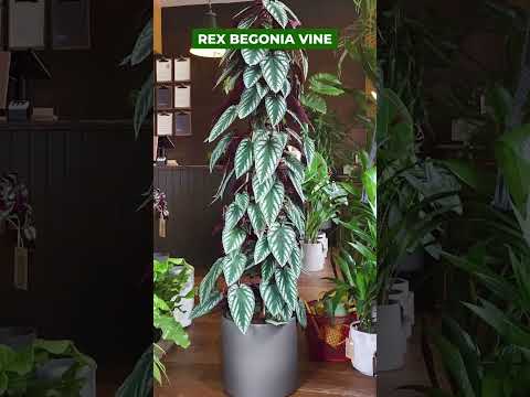 Videó: Belső kúszónövények – Hogyan neveljünk mászós szobanövényeket