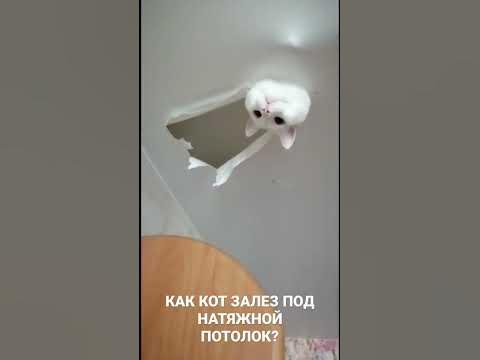 Как кот залез под натяжной потолок? - YouTube