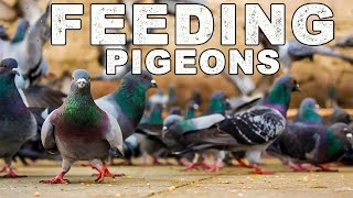 PIGEONS FEEDING