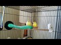 Step 2 - Breeding Canaries -- Pre-mating Behavior 03.06.2020