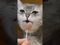 猫用アイスをあげたら可哀想なことになった