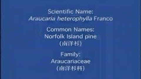 Plant Biology part2 - Gymnosperms