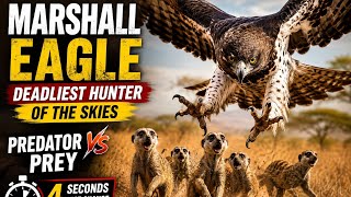 Marshall Eagle: The Deadliest Hunter of the African Skies | Predator vs Prey
